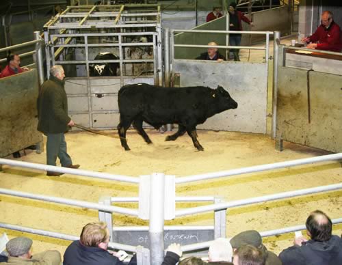1st prize young bull in the ring