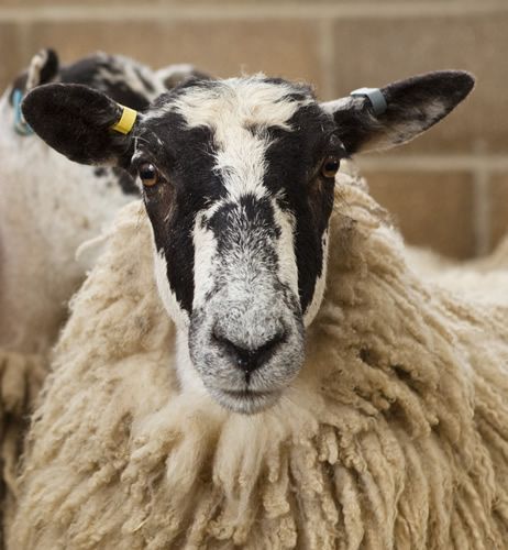Mule sheep