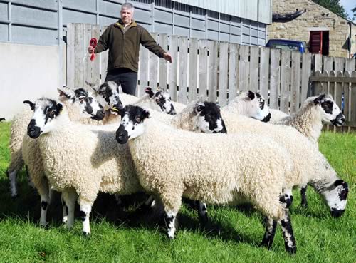 Douthwaite Masham Gimmer Shearlings champions