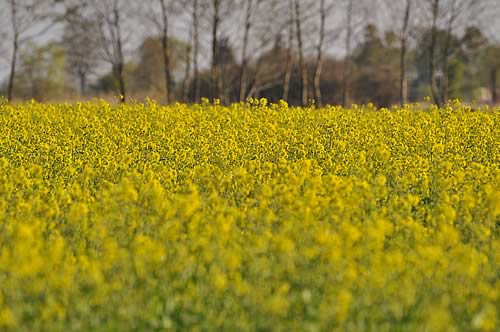 Oilseed Rape