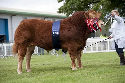 Foxhillfarm Jasper
