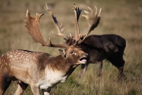 Fallow Deer