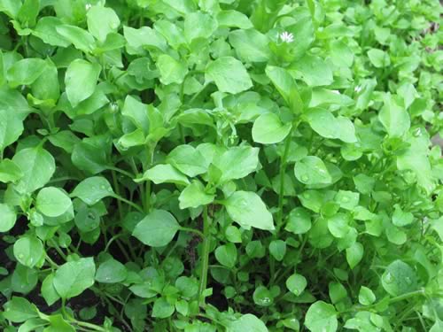 Chickweed