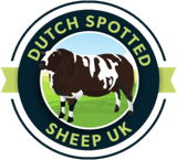 Dutch Spotted Sheep UK 