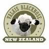 Valais Blacknose NZ